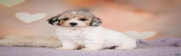 Maltipoo dogs for sale: Mabel - Ad 15