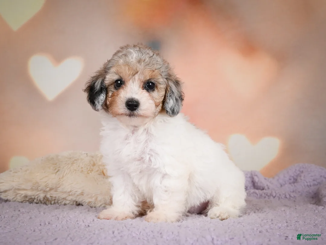 Maltipoo dogs for sale: Mabel - Ad 15