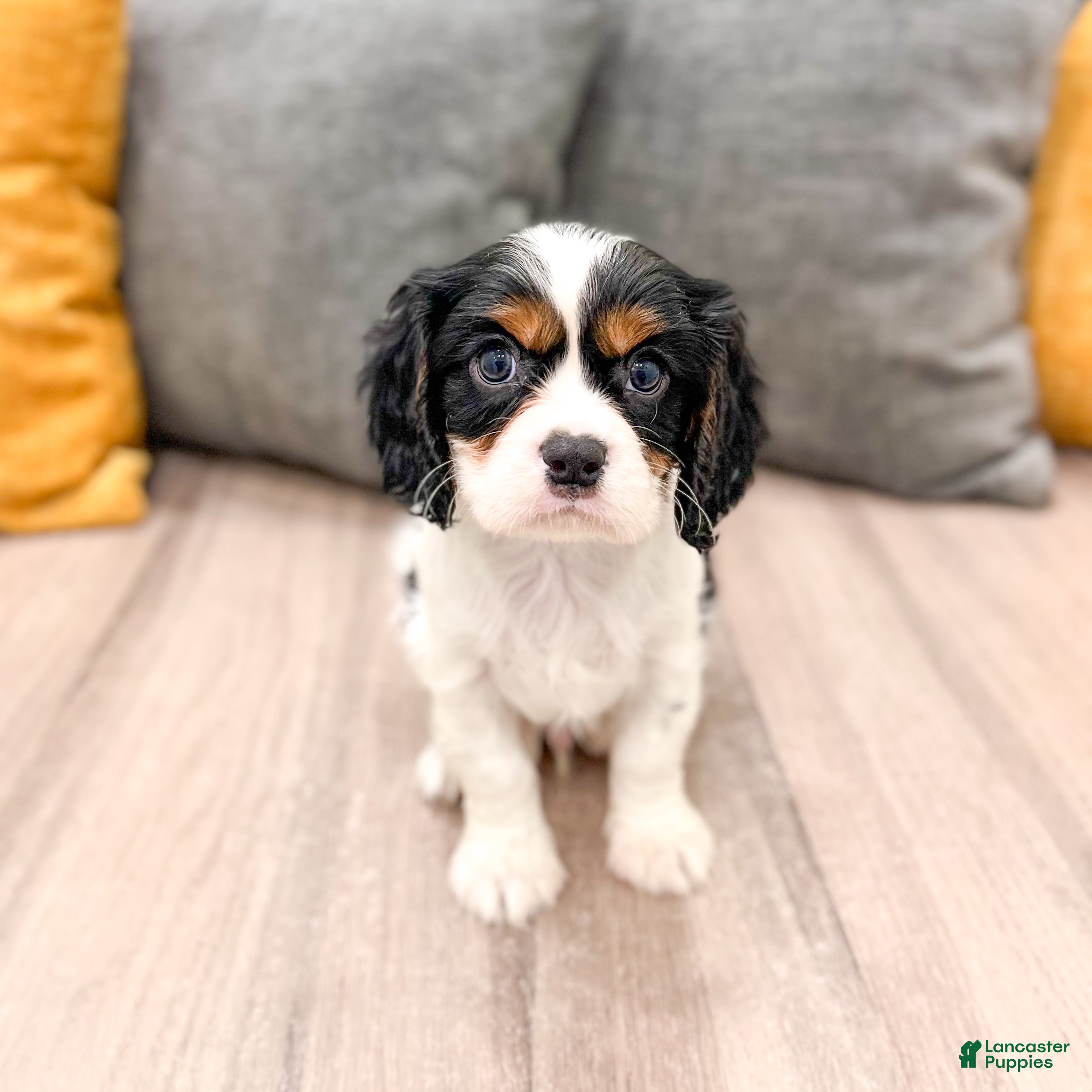 Cavalier King Charles Spaniel dogs Dexter - Ad 1