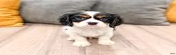 Cavalier King Charles Spaniel dogs for sale: Dexter - Ad 1