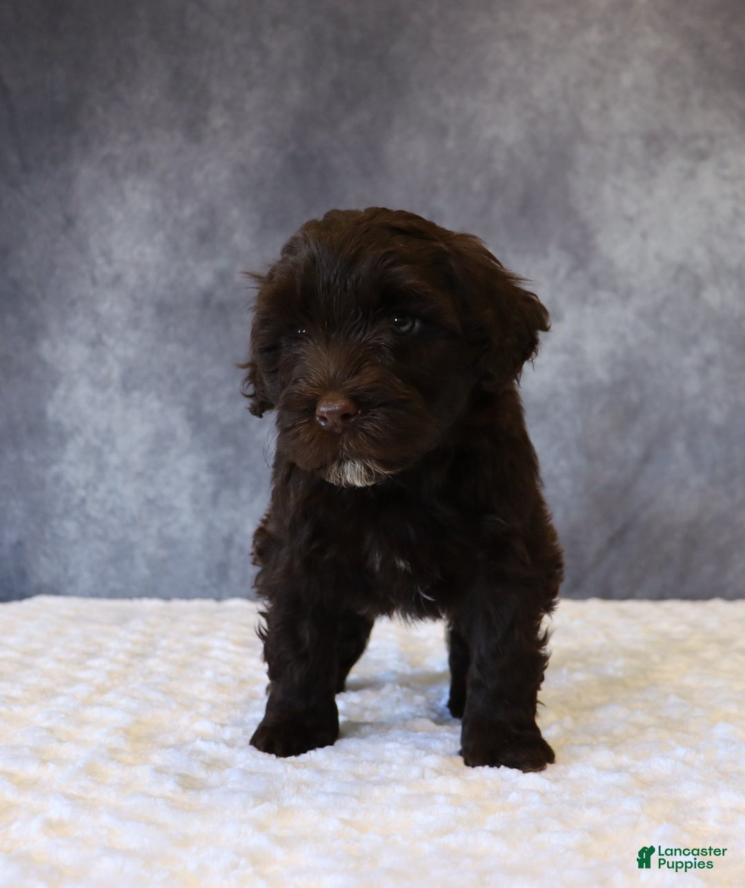 Portuguese Water Dog dogs for sale: Tiffany - Ad 5