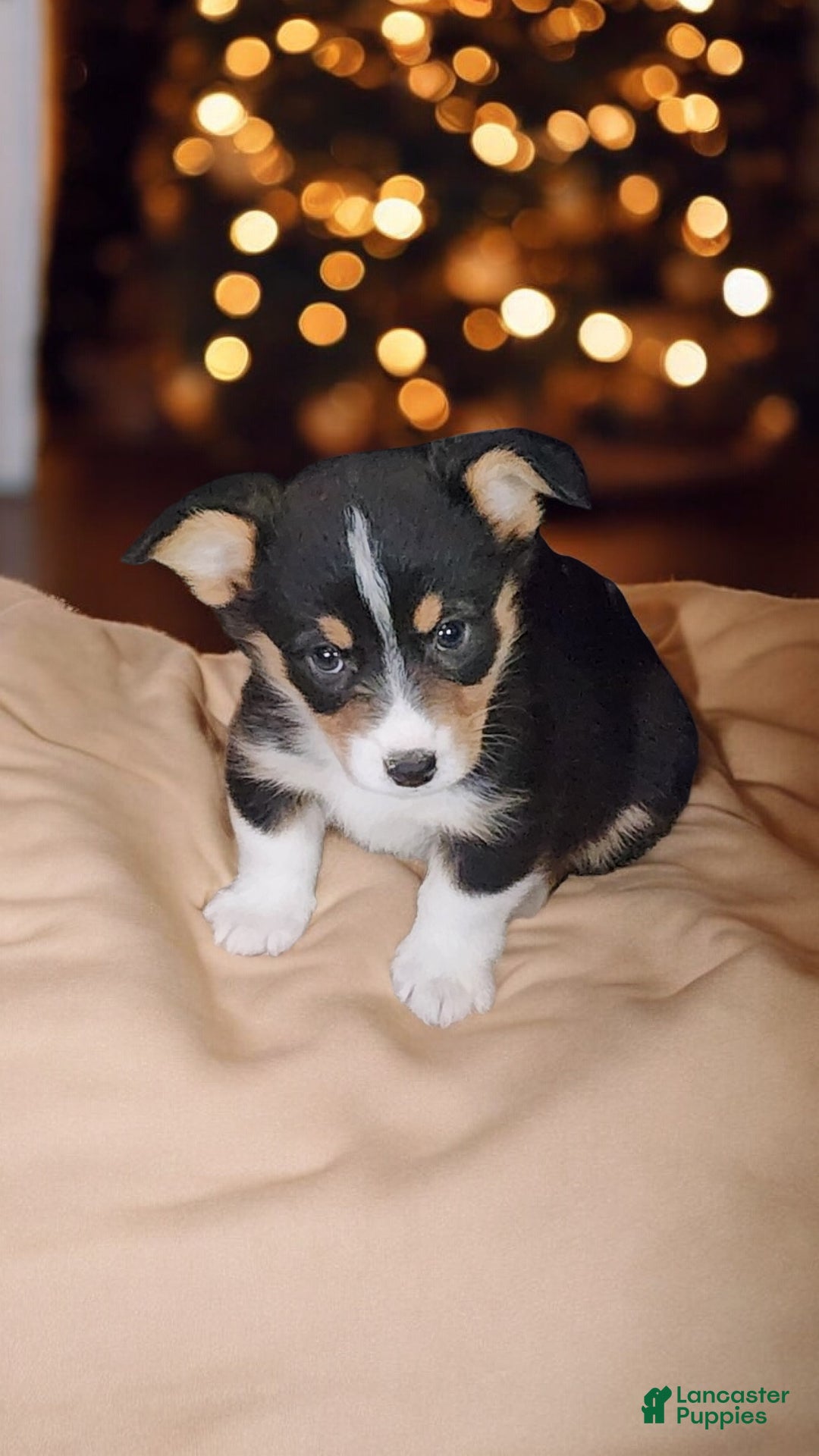 Welsh Corgi Pembroke dogs for sale: Donny  - Ad 9