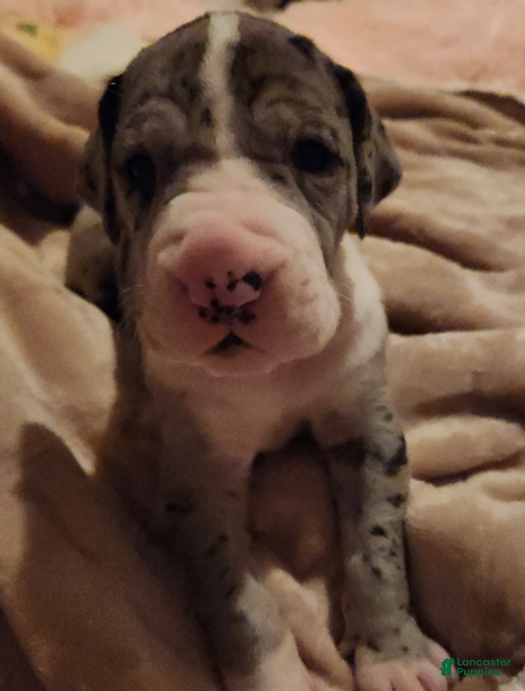 Great Dane dogs for sale: TOP EURO Merle mantle F - Ad 5