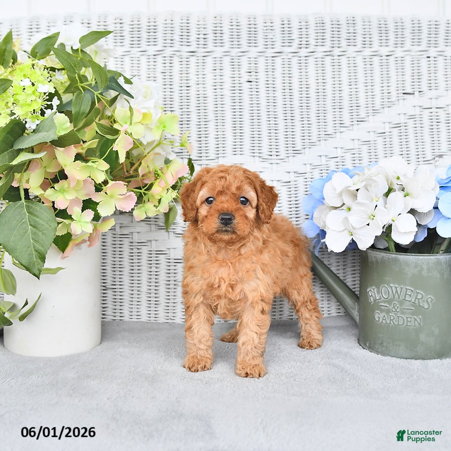 Mini Aussiedoodle dogs Macey - Ad 2