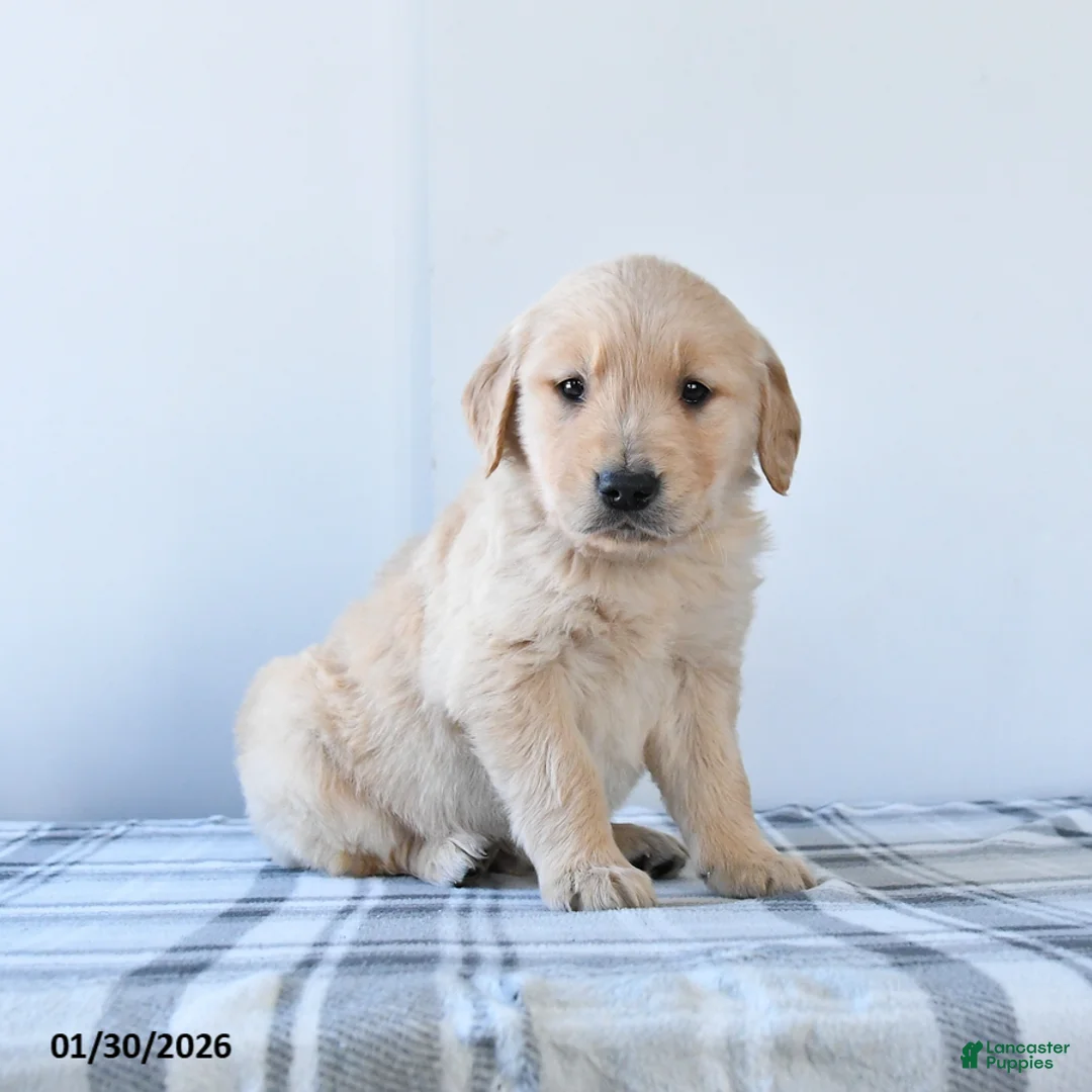 Golden Retriever dogs for sale: Rascal - Ad 1