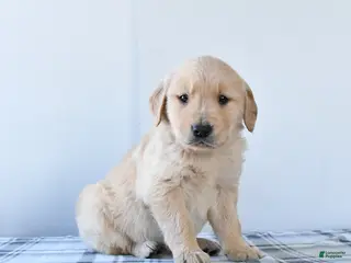 Golden Retriever dogs Rascal - Ad 9