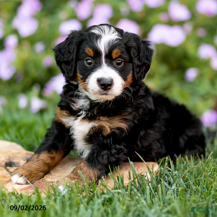 Mini Bernedoodle dogs Gus - Ad 1