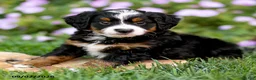 Mini Bernedoodle dogs for sale: Gus - Ad 1