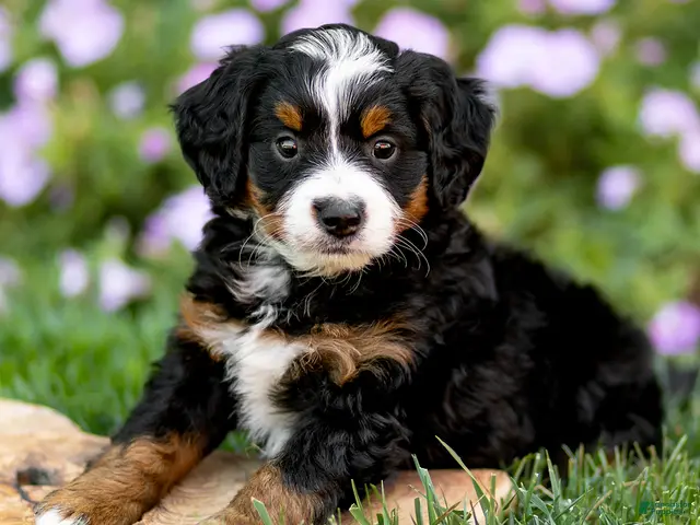 Mini Bernedoodle dogs Gus - Ad 1