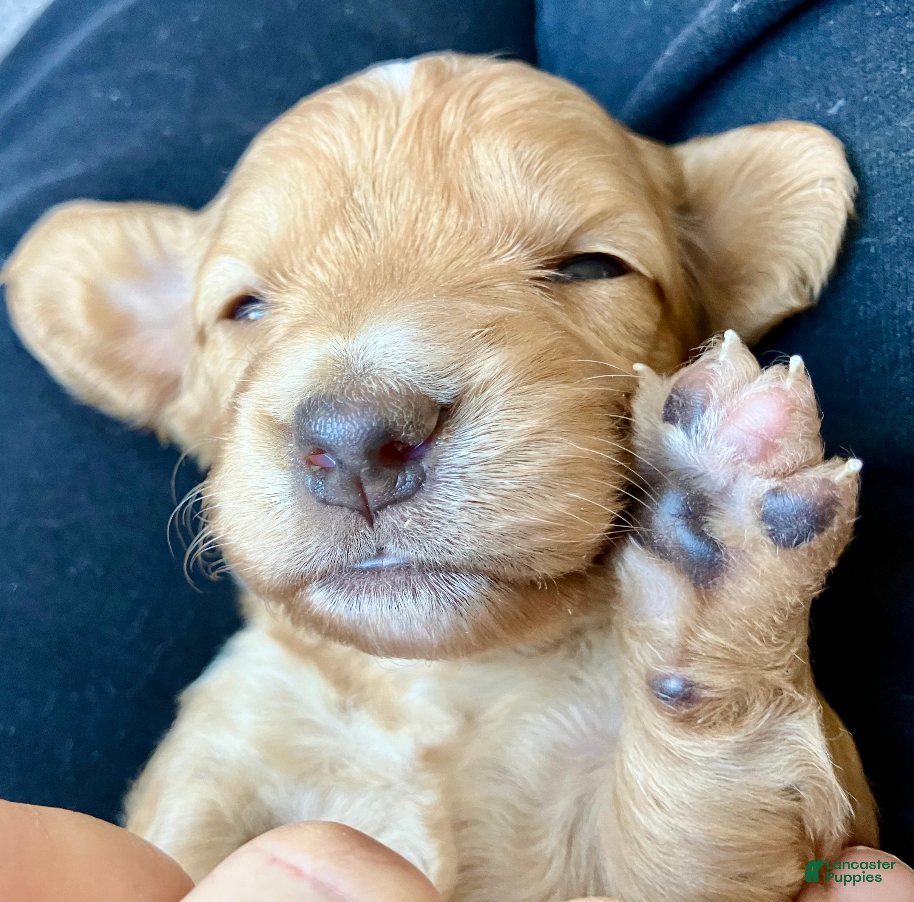Miniature Dachshund dogs for sale: OTTO BE YOUR TOUCHDOWN TATER TOT - Ad 1