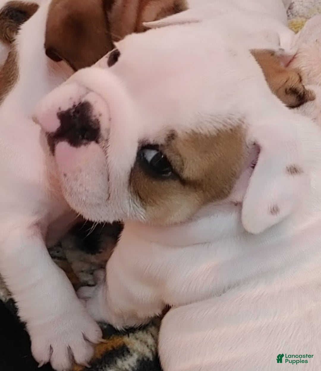 English Bulldog dogs for sale: Jamison - Ad 8