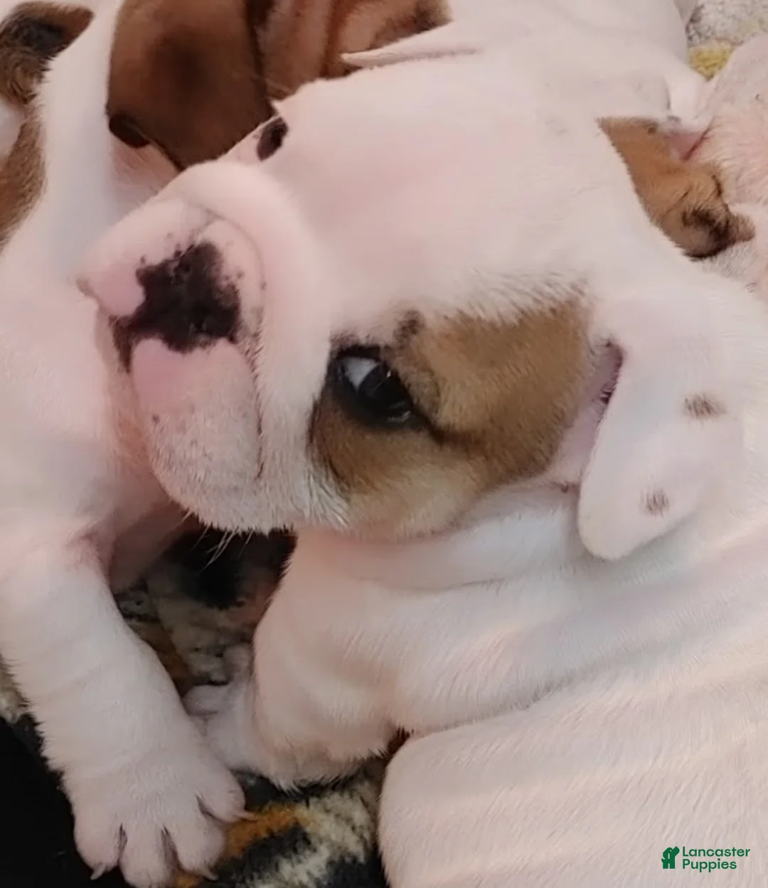 English Bulldog dogs for sale: Jamison - Ad 8