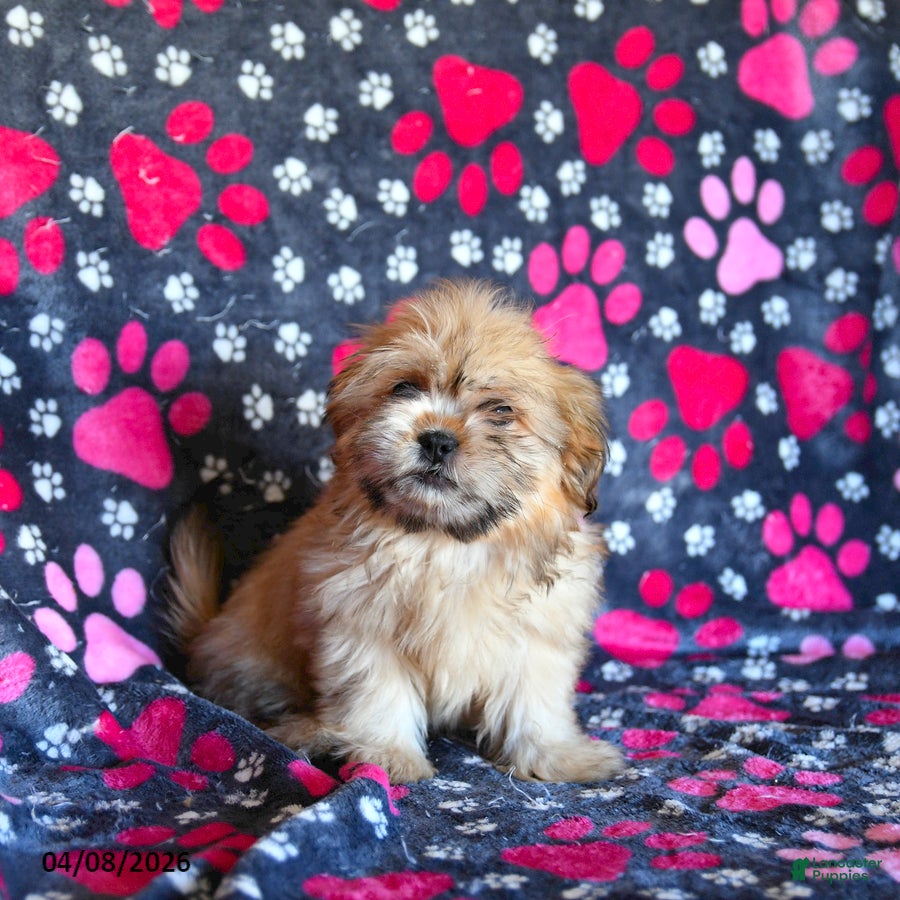 Shih Tzu dogs Zachary - Ad 1