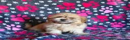 Shih Tzu dogs for sale: Zachary - Ad 12