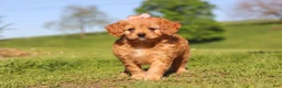 Cavapoo dogs for sale: Elsa - Ad 8