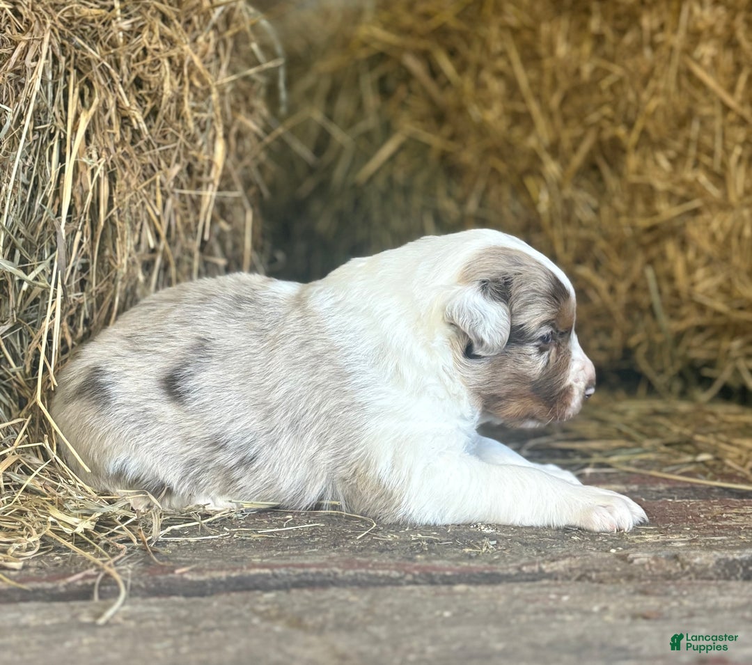 Australian Shepherd dogs for sale: Roxy - Ad 2