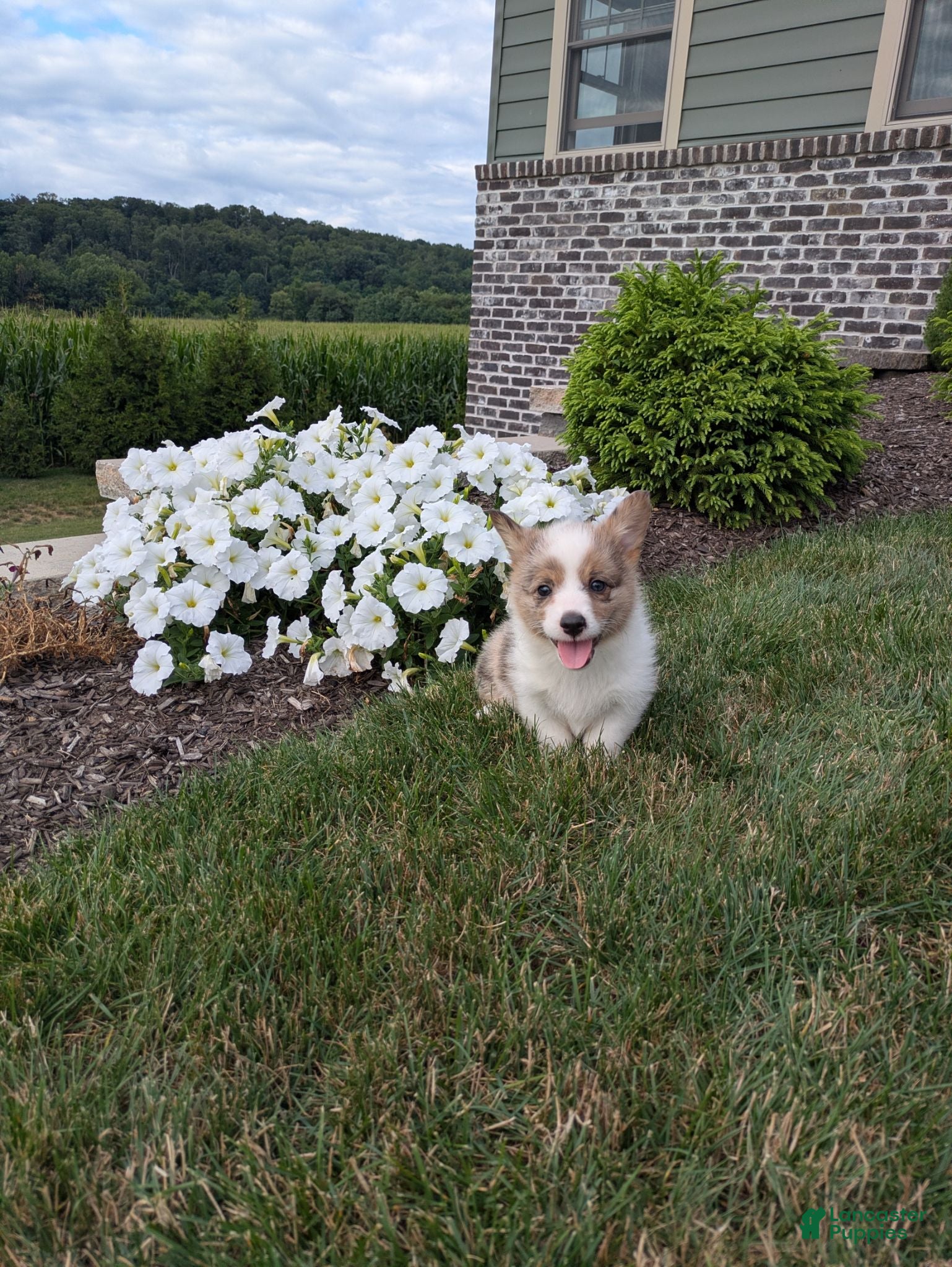 Welsh Corgi Pembroke dogs Pepper  - Ad 2