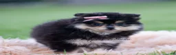 Pomeranian dogs for sale: Ashley - Ad 6