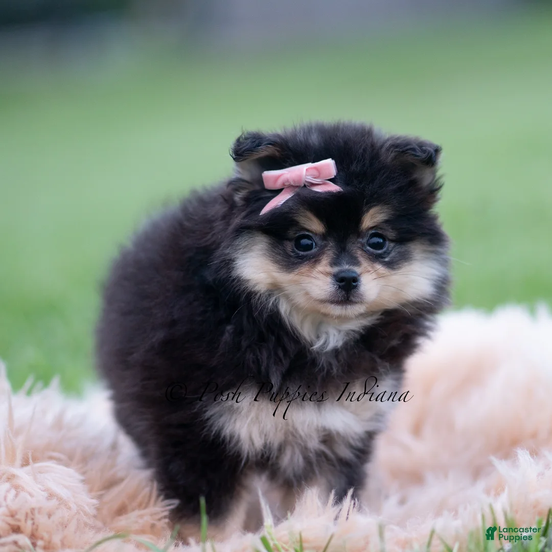 Pomeranian dogs for sale: Ashley - Ad 6