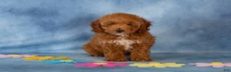 Cockapoo dogs for sale: Petunia - Ad 3