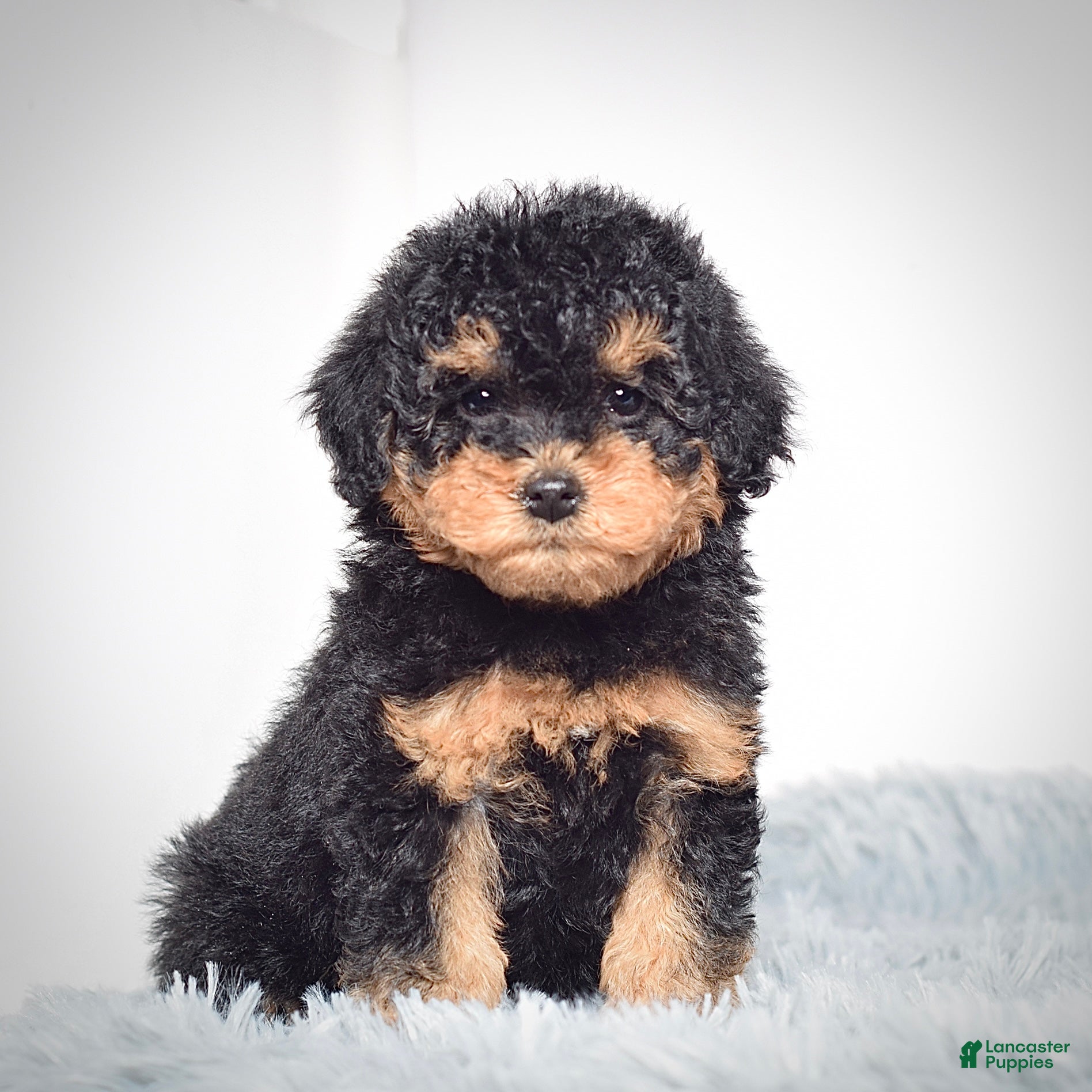 Mini Goldendoodle dogs Mr. Riko - Ad 1