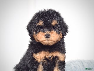 Mini Goldendoodle dogs Mr. Riko - Ad 1