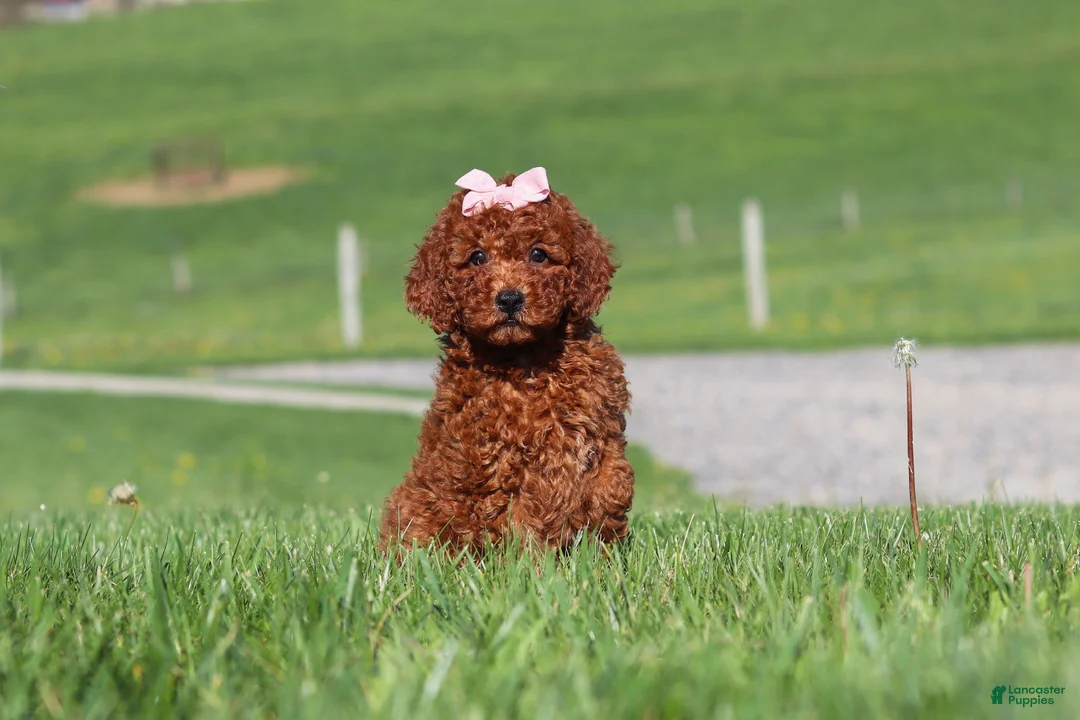 Miniature Labradoodle dogs for sale: Tilly - Ad 1