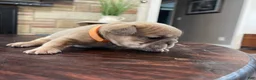 French Bulldog dogs for sale: Nebula - Ad 7