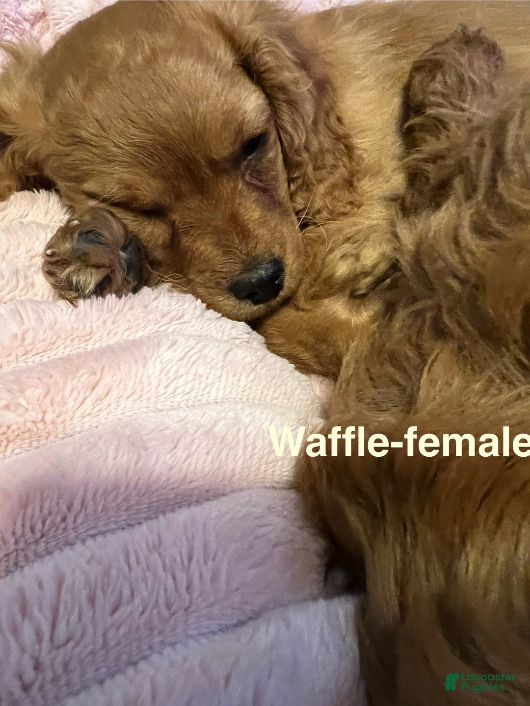 Cavapoo dogs for sale: Waffle - still available - Ad 2