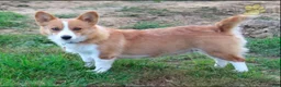 Welsh Corgi Pembroke dogs for sale: Summer - Ad 11