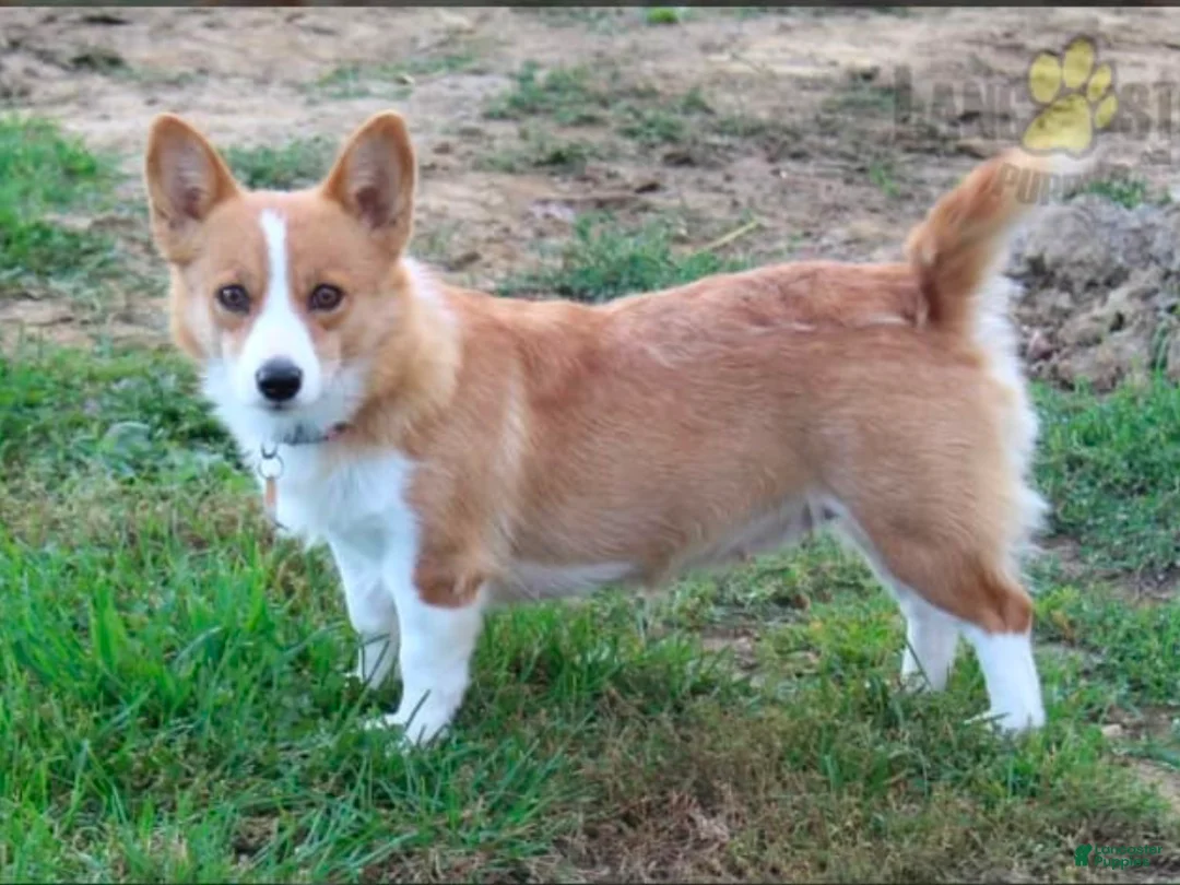 Welsh Corgi Pembroke dogs for sale: Summer - Ad 11