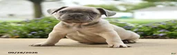 French Bulldog dogs for sale: Pierre - Ad 5