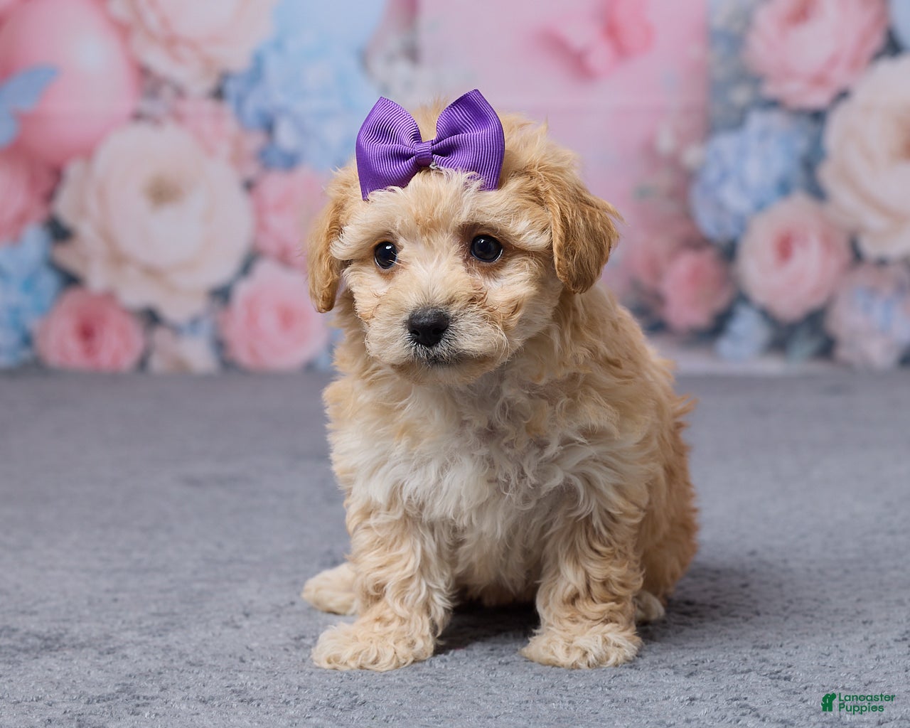 Bichpoo dogs Tulip - Ad 1