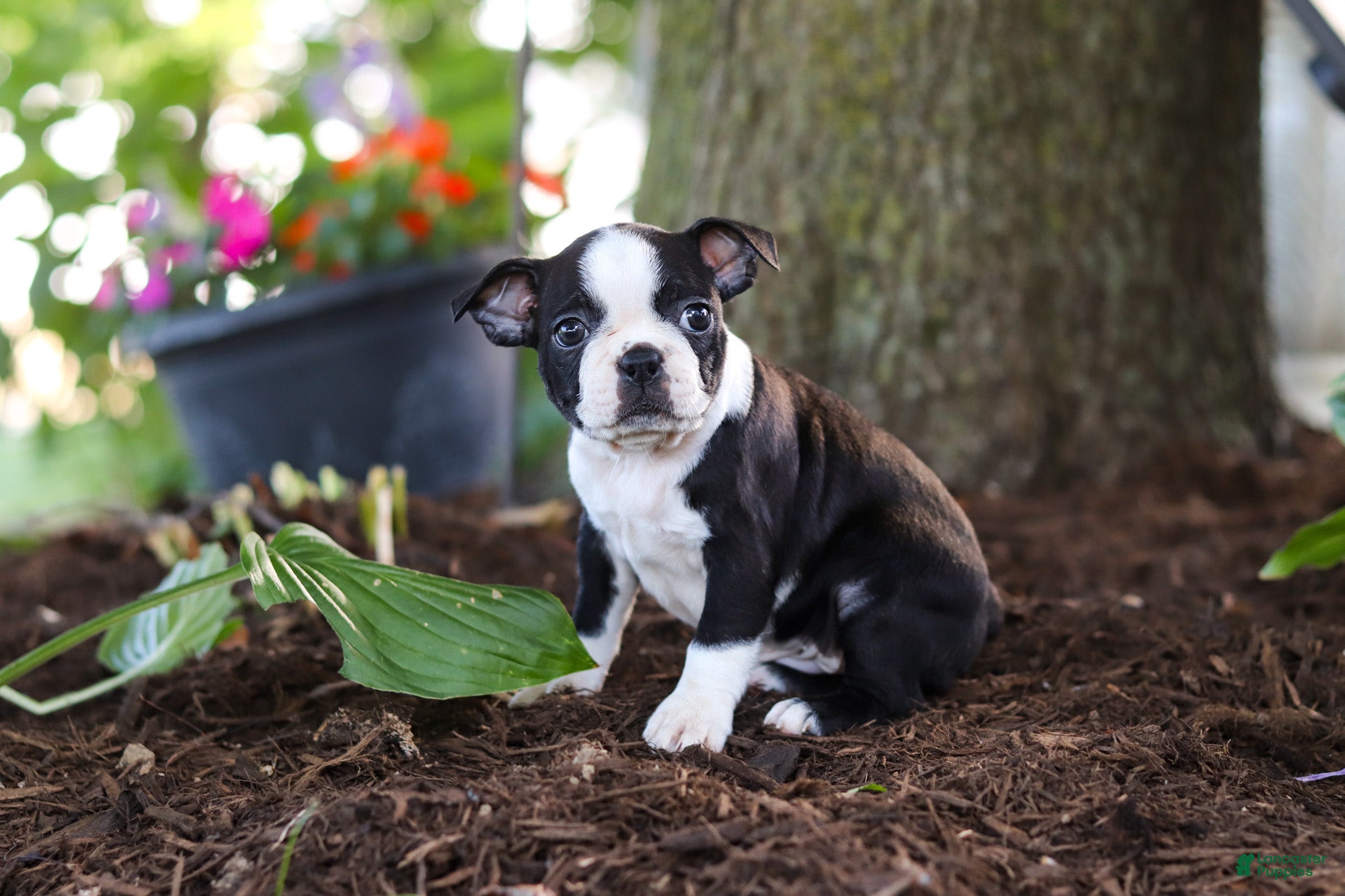 Boston Terrier dogs Missy - Ad 2