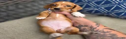 Miniature Dachshund dogs for sale: Blue Girl - Ad 6