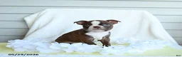 Boston Terrier dogs for sale: Norra - Ad 3