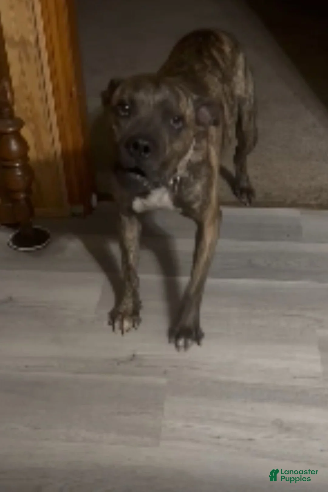 Mixed Breed dogs for sale: Mixed Breed 1 - Ad 2