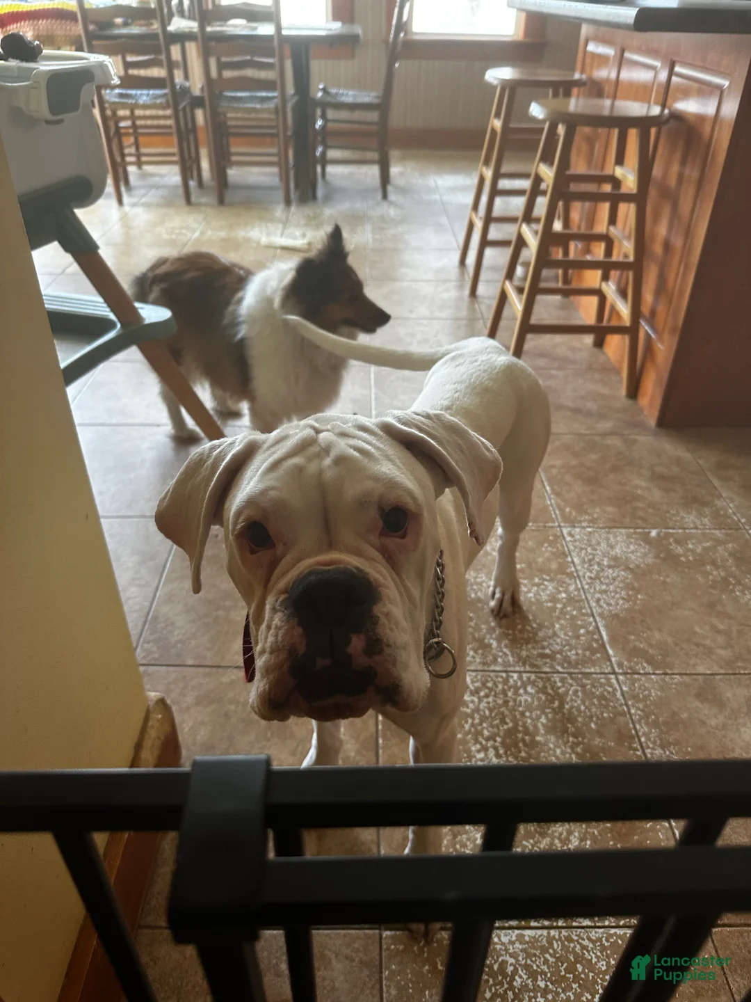 Boxer dogs for sale: Athena  - Ad 1