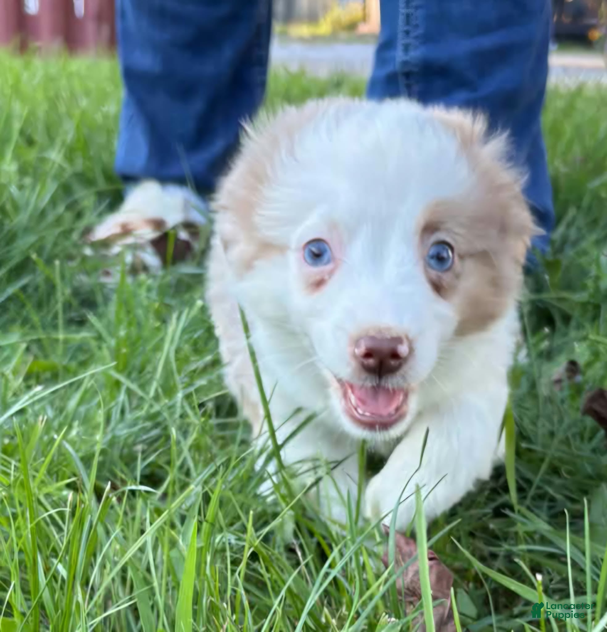 Australian Shepherd
