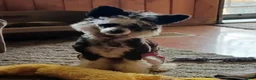 Chinese Crested dogs for sale: Pixie - Ad 9
