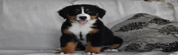 Bernese Mountain Dog dogs for sale: Maggie - Ad 1