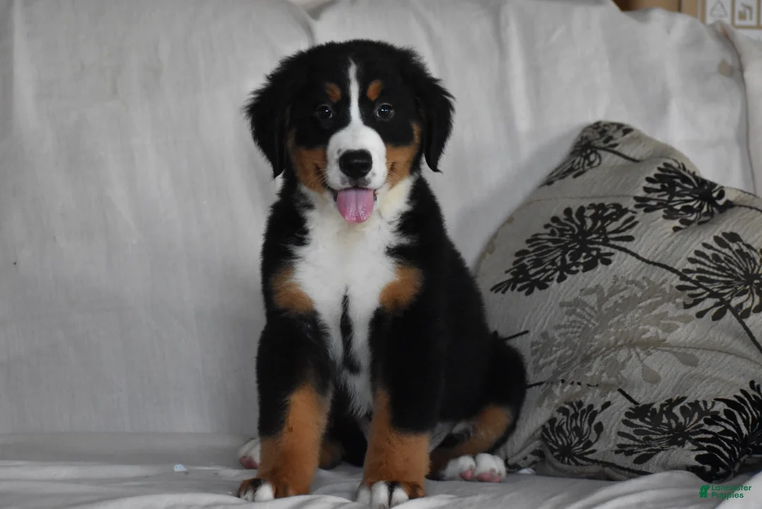 Bernese Mountain Dog dogs for sale: Maggie - Ad 1