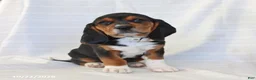 Beagle dogs for sale: Ace - Ad 4