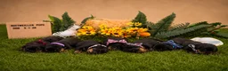 Rottweiler dogs for sale: Bella - Ad 7