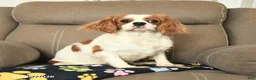 Cavalier King Charles Spaniel dogs for sale: Flora   - Ad 2