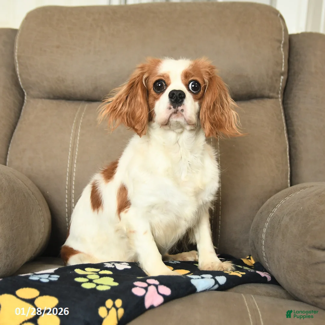 Cavalier King Charles Spaniel dogs for sale: Flora   - Ad 2