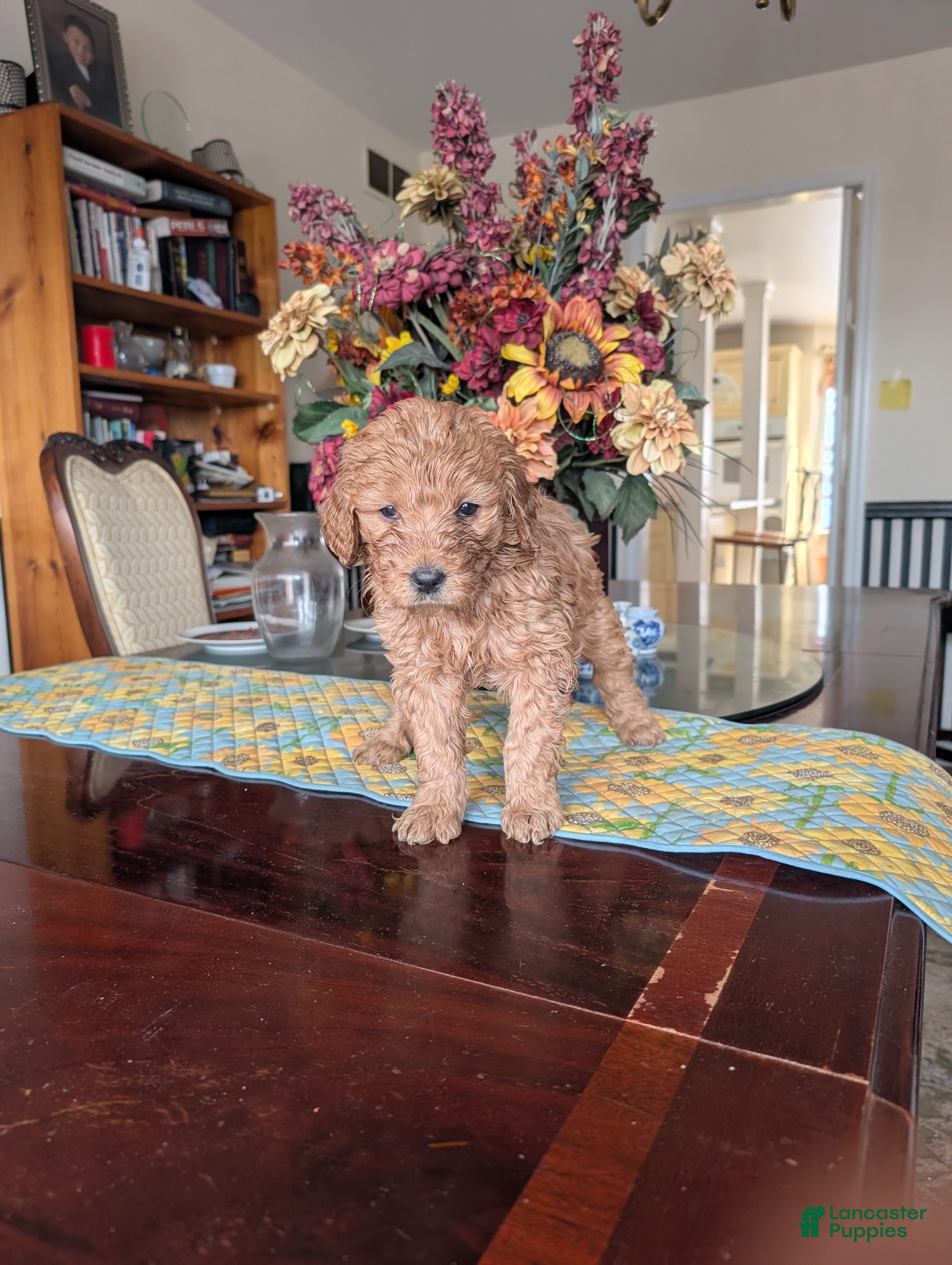 Goldendoodle dogs for sale: Linda - Ad 2