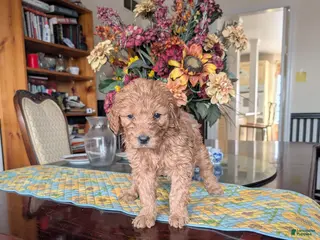 Goldendoodle dogs Linda - Ad 22