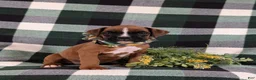 Boxer dogs for sale: Parkinson - Ad 3
