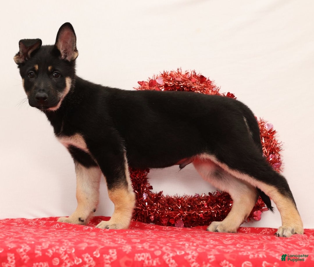 German Shepherd dogs for sale: Mickey - Ad 3